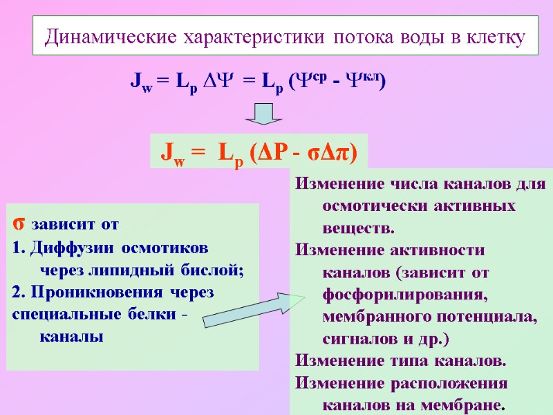 Динамические характеристики потока воды в клетку Jw = Lр   = Lр (ср